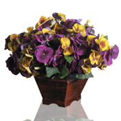 Pretty Pansies